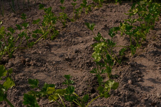 Young Green Celery Plants Growing in Neat Rows in Dark Loamy Soil on a Sunny Day Symbolizing Healthy Agriculture and Organic Cultivation for Fresh Produce