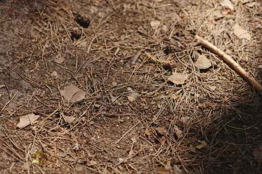 Overhead View of Forest Floor with Dry Pine Needles and Autumn Leaves Creating Natural Texture Background for Organic Designs