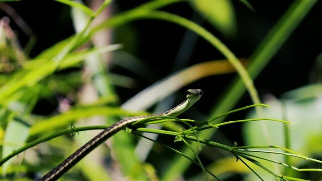 Small slender bronzeback tree snake slithering gracefully on green plant stems in a garden