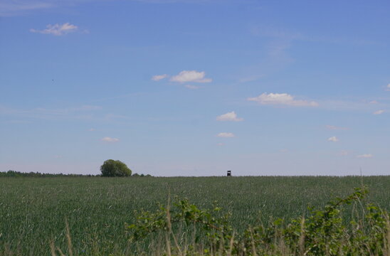 Vast Green Summer Field Under Bright Blue Sky with Lone Tree and Distant Building Representing Open Space and Rural Landscape