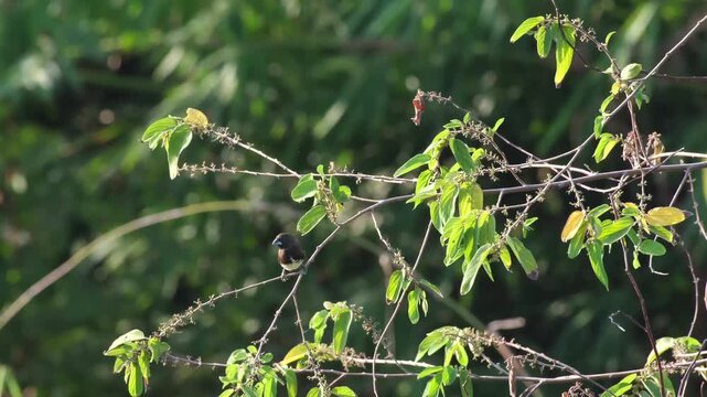 White-bellied Munia Vocalizing with Synchronized Bill and Throat Movement and Alert Head Turns Before Departure, Palawan Philippines
