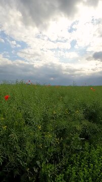 storm clouds over the field. green rapeseed field against the sky .bike ride. Bicycle against the background of a field landscape. sun rays in dark clouds. Ukrainian landscape 4K
