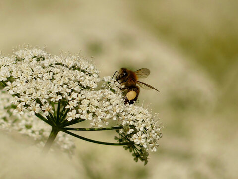 Bee collecting pollen from white flower blossom