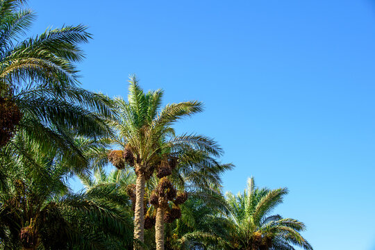 Date palms with ripening fruit under blue sky.
