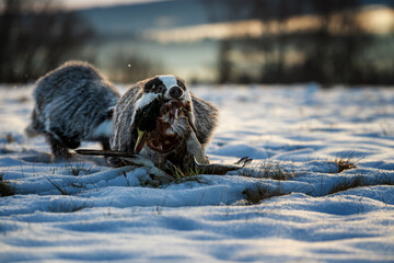 Two badgers (Meles meles) sharing prey on snow in winter sunset light. © Rudolf