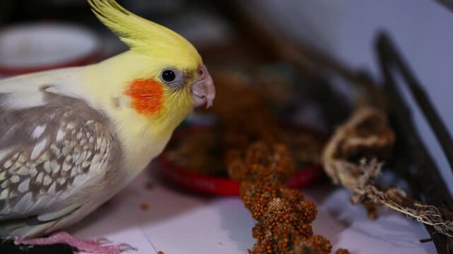 A close up video of a cockatiel parrot with a yellow crest eating brown millet spray, showing detailed feathers and beak movement