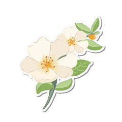 Fototapeta premium Blooming Wild Flower Botanical Collection for Wedding Invitation, Floral Decoration and Elegant Design