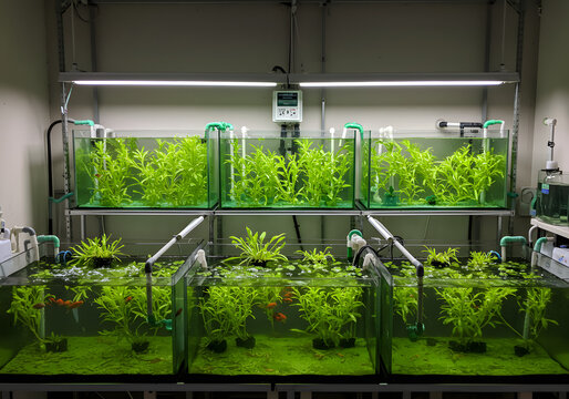 Multiple aquariums filled with lush green aquatic plants under bright lights, arranged on shelves in a dedicated setup for cultivation.