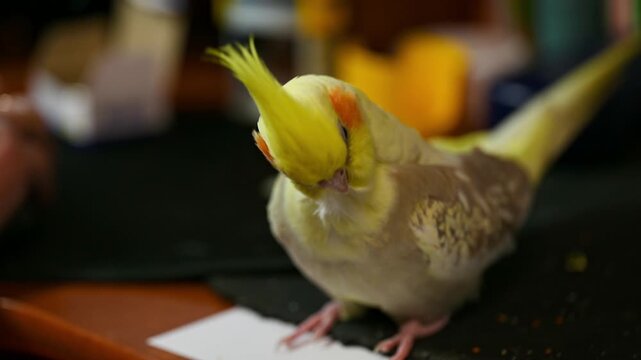 A close-up shot of a pet cockatiel perched on a wooden table, diligently preening and cleaning its yellow and grey feathers with its beak