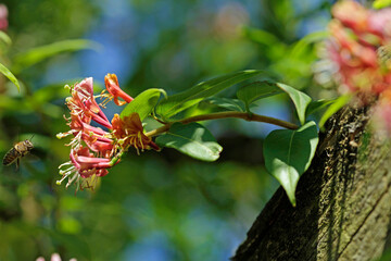 Fototapeta premium Evergreen honeysuckle in the summer