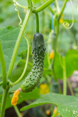 Obraz premium Cucumber growing on vine in a lush garden under natural sunlight showcasing healthy plant development