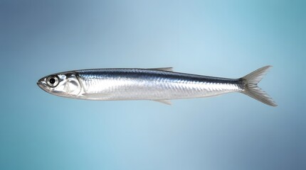 Naklejka premium Sardine, fresh anchovy and seafood on blue background for cooking, restaurant menu and culinary recipe. Small silver fish, raw ingredient and healthy protein with omega-3, market and organic food.