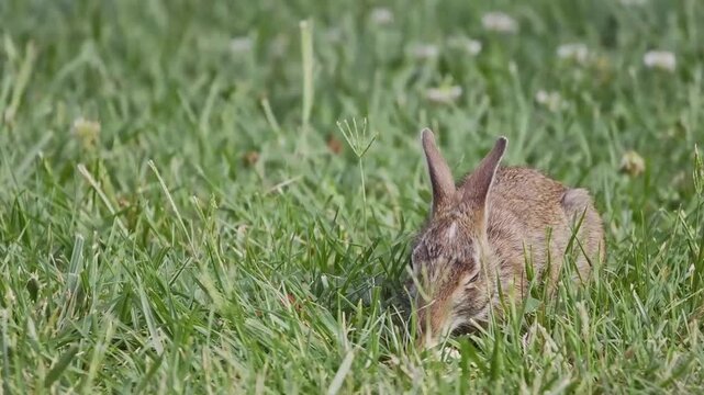 Cute bunny rabbit eating apple slice in grassy field macro closeup. 