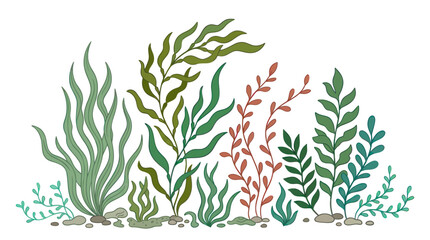 Variety of seaweed ocean plants. © setok