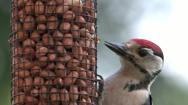 Great Spotted Woodpecker (Dendrocopos major) juvenile juggling with a peanut from a garden bird feeder before dropping it. June, Kent, UK [Half speed] 