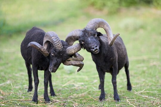 Two black ouessant rams with large horns engage in a head-butting contest in a green field, one making a funny face.