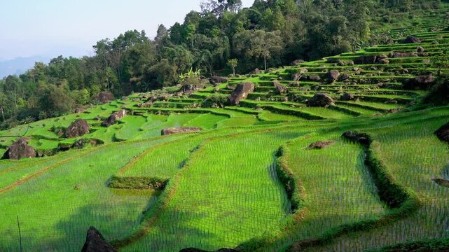 Stunning Breathtaking Lush Green Terraced Rice Fields in Pu Luong, Vietnam, Scenic Rural Agriculture Landscape and Mountainous Nature Reserve

