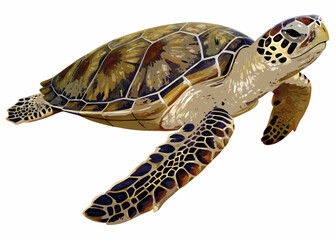 Realistic illustration of a sea turtle with patterned shell and flippers © Bablu