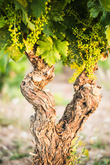 Fototapeta premium Gnarled Grapevine Trunk with Young Green Grapes