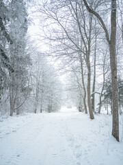 Obraz premium winter frozen tree branches