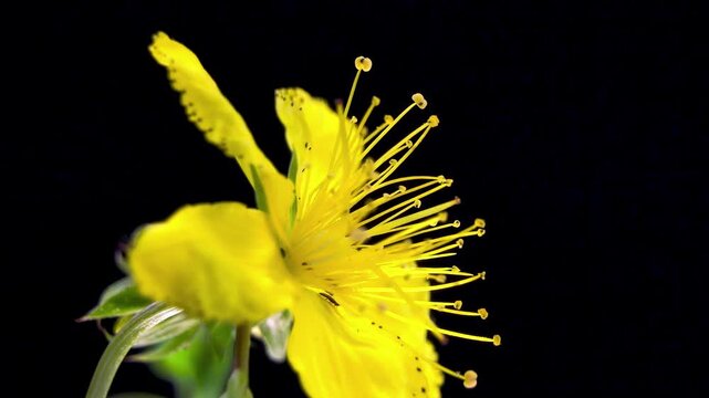 St Johns Wort (Hypericum perforatum). Herbal Pharmacology and Organic Phytotherapy Extract Raw Material. Yellow Blossom Rotation. Natural Wellbeing Cosmetics Industry Concept. Copy Space.
