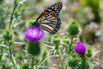 Monarch Butterfly Feeding on Thistle, Sky Meadows State Park, Virginia © Don
