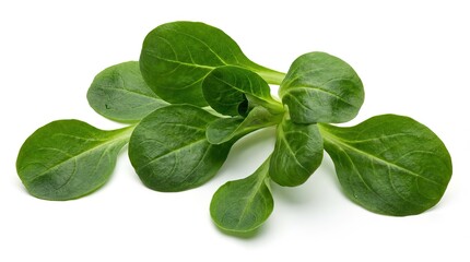 Fototapeta premium fresh green basil leaves isolated on white background, fresh organic herb close up, natural aromatic ingredient for food and salad