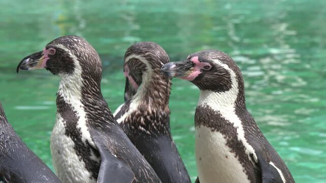 Humboldt Penguins (Spheniscus humboldti) in closeup, by the side of a pool, one preening its feathers. Captive - UK [Half speed]