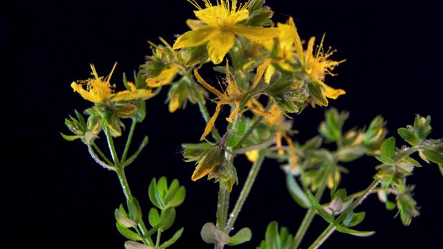 St Johns Wort (Hypericum perforatum): Morphological Structure. Inflorescence Close Up. Botanical Science