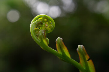 Jumping spider inside green unfurling fern fiddlehead macro close up © chris
