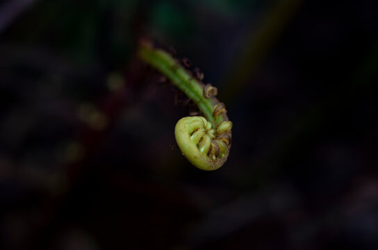 Fiddlehead fern coiled green crosier macro shot against dark background
