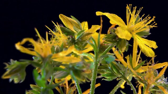 St Johns Wort Hypericum Perforatum Flower Rotation Black Background: Yellow Blossom Rotation. Natural Wellbeing Cosmetics Industry Concept