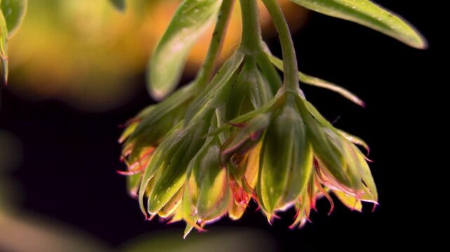 St Johns Wort (Hypericum perforatum). Hypericin Accumulation In Flower Buds. Camera Zoom In. Plant Defense Mechanism Secondary Metabolites. Dark Background. Cinematic Macro.