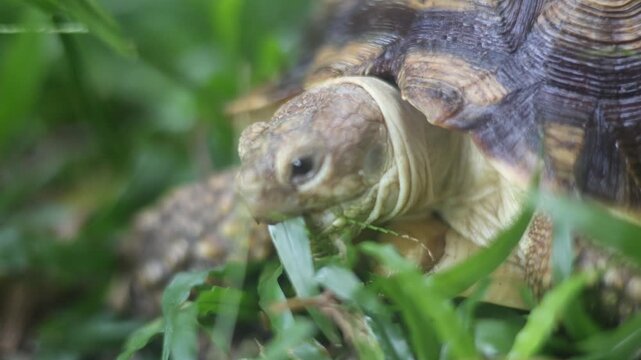 close of sulcata tortoise while eating