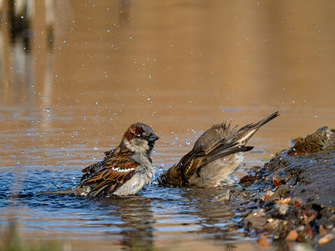 Two house sparrows bathing and splashing water in lake close up.