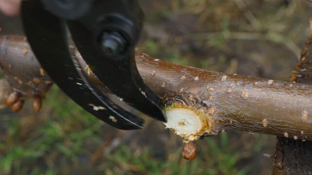 Electric pruning shears cutting tree branch close-up in slow motion