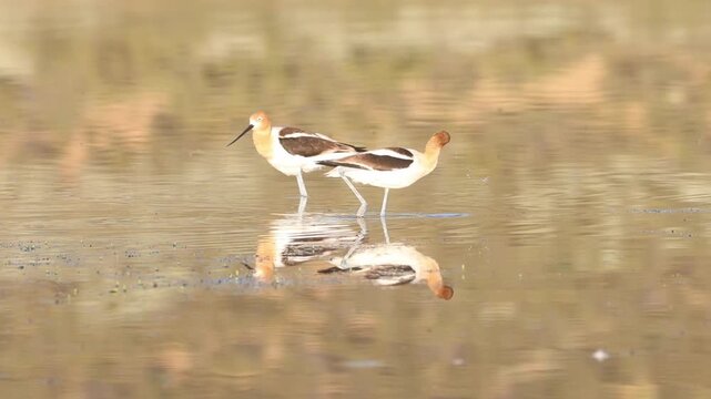 A pair of American avocets (Recurvirostra americana) preen and wade through shallow water at Shugru Reservoir, Lassen County, California, in slow motion footage.
