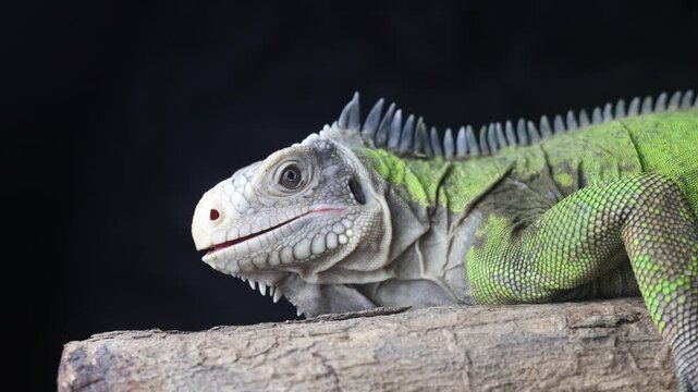Lesser Antillean Iguana (Iguana delicatissima)