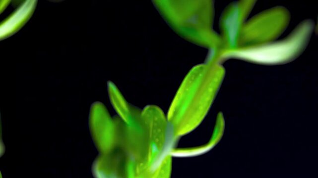 St Johns Wort (Hypericum perforatum). Herbal Phytotherapy Extract Raw Material. Green Leaf Pores Texture. Organic Skincare Pharmacology Ingredients Concept. Copy Space. Macro Shot.