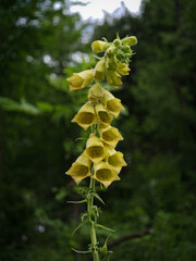 Vertical portrait of a yellow foxglove (Digitalis grandiflora) displaying its characteristic bell-shaped flowers against a softly blurred woodland background. © Tibor