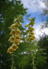 Two flowering stems of yellow foxglove (Digitalis grandiflora) rising above forest vegetation beneath a dramatic summer sky in the Bükk Mountains of Hungary. © Tibor