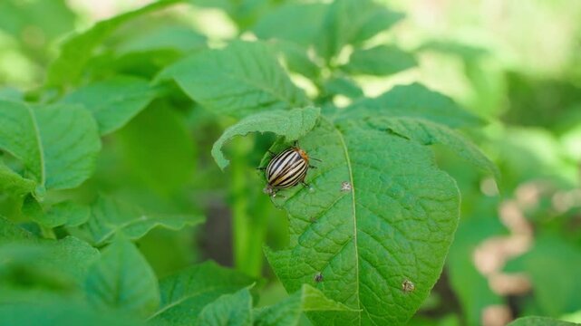 Hand showing Colorado potato beetle on potato leaf close-up