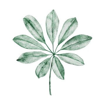 Watercolor illustration of schefflera arboricola plant tropical leaves. Hand botanical palm leaf painting. Jungle clipart. Tropical green plant for fabric, cards, invitations, weddings and Safari