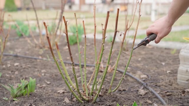 Hand pruning rose bush with secateurs in spring in slow motion