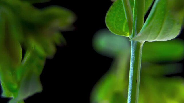 St Johns Wort (Hypericum perforatum): Leaf Perforated Lamina Morphological Structure. Pellucid Glandular Dots Micro View.
