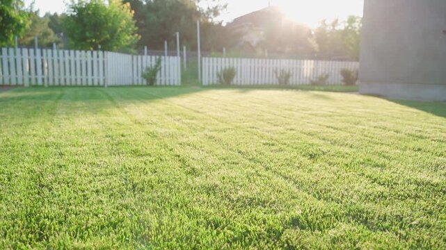 Freshly mowed green lawn in backyard at sunset with white fence