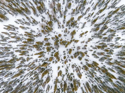 Aerial view of a dense evergreen forest covered in fresh white snow with a top-down perspective of tree crowns CO, United States.