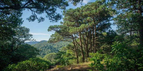 Fototapeta premium Pine trees on a hillside with lush green foliage