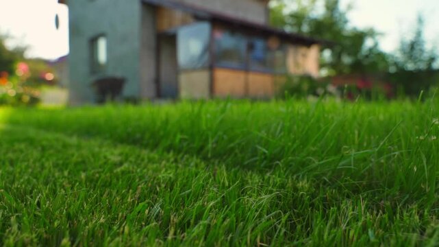 Green lawn grass in backyard with house in background close-up