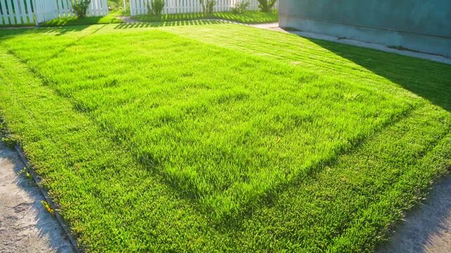 Freshly mowed green lawn in backyard on sunny day